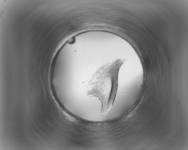 X0000063461533200602101701