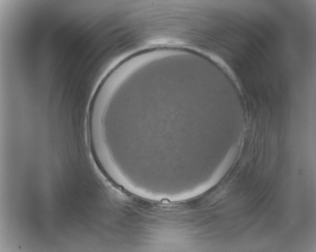 X0000063461295200602171916
