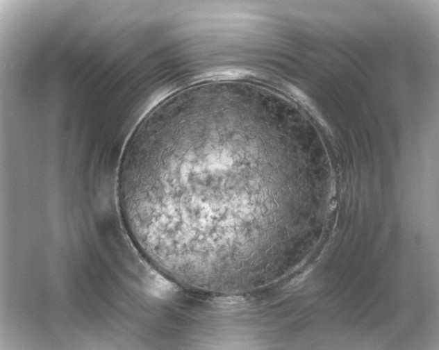 X0000063471186200601231436