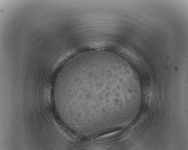 X0000063470404200601271635