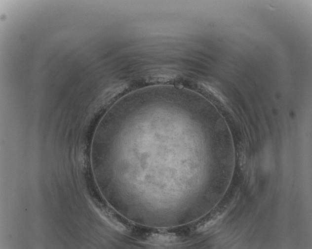 X0000063470455200601271634