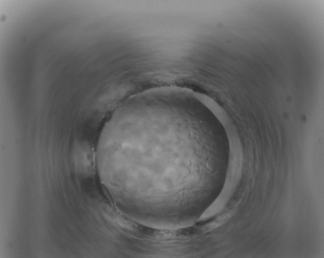 X0000063470624200601271631