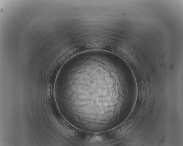 X0000063470647200601271631