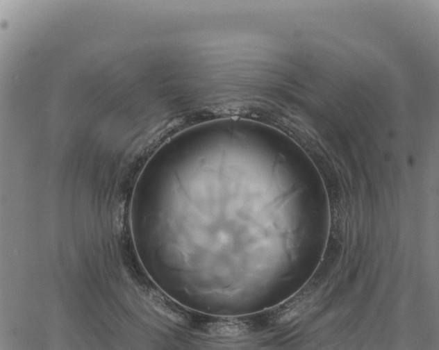 X0000063470652200601271631