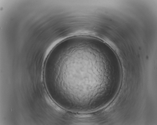 X0000063471296200601271620