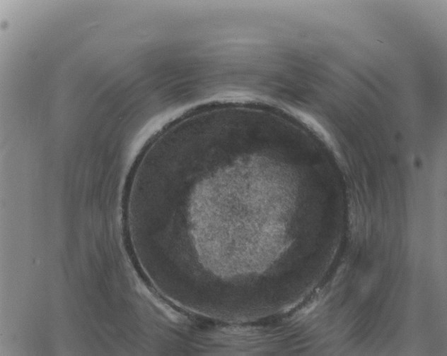 X0000063471327200601271620