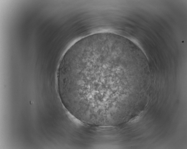 X0000063471151200602031853