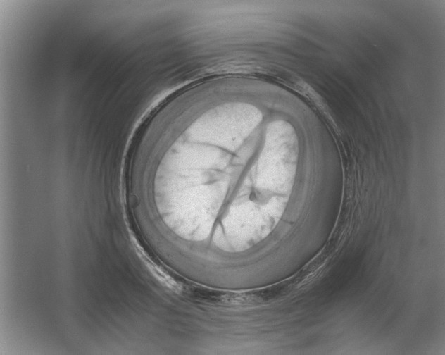 X0000063470795200602101739