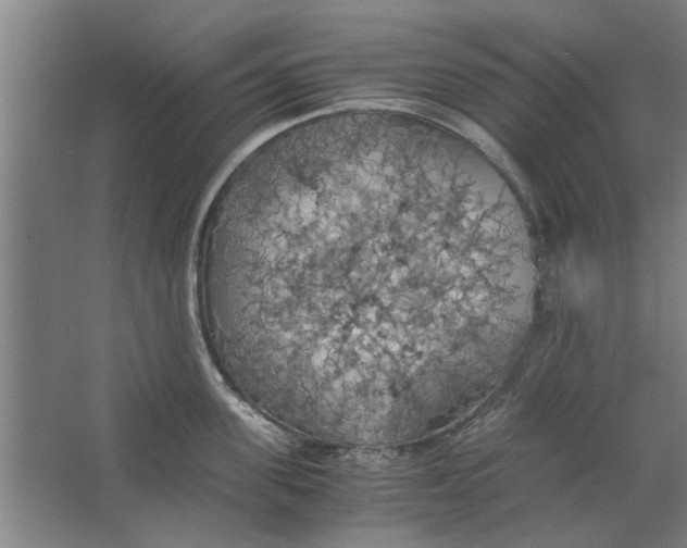 X0000063470955200602101737