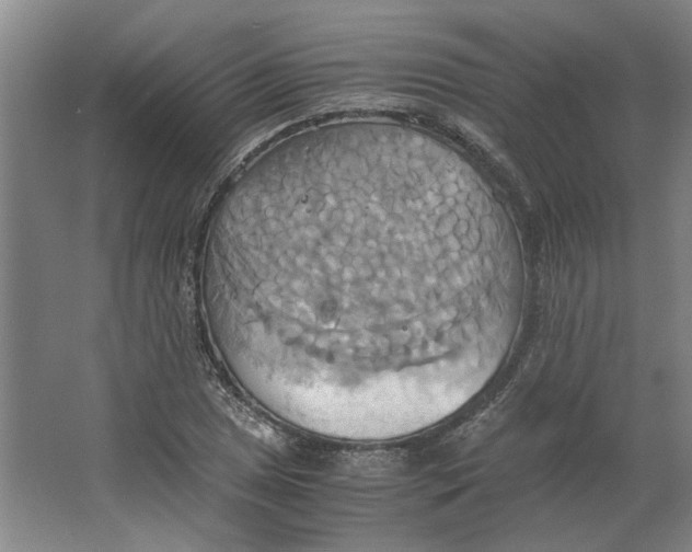 X0000063471025200602101735