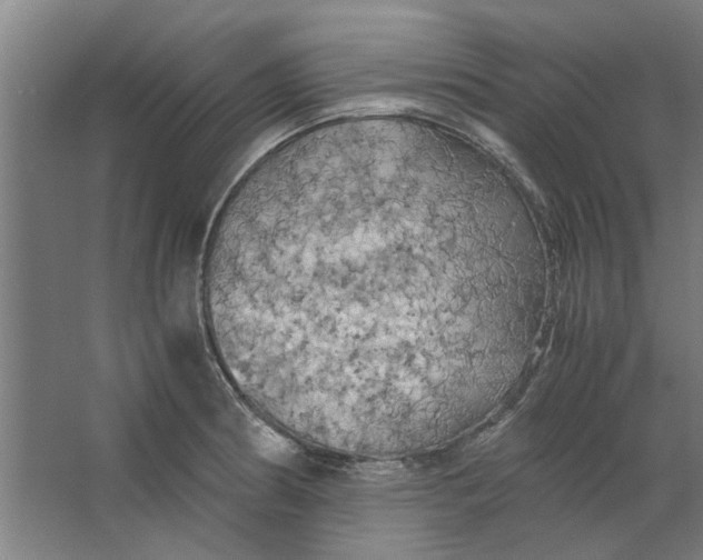 X0000063471186200602101732