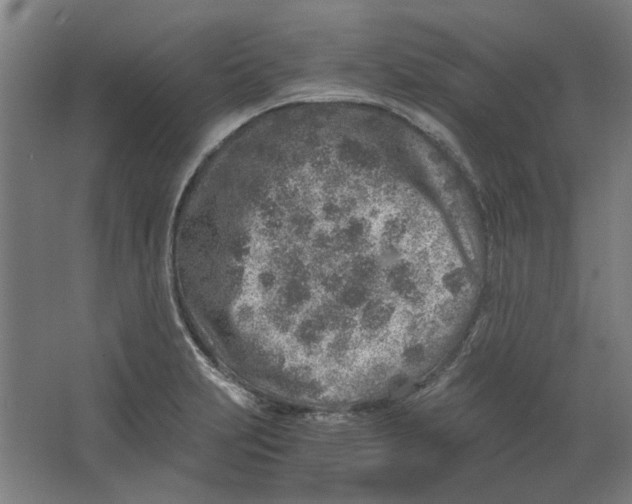 X0000063471231200602101732