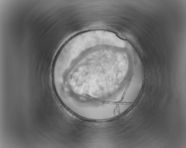 X0000063471288200602101731