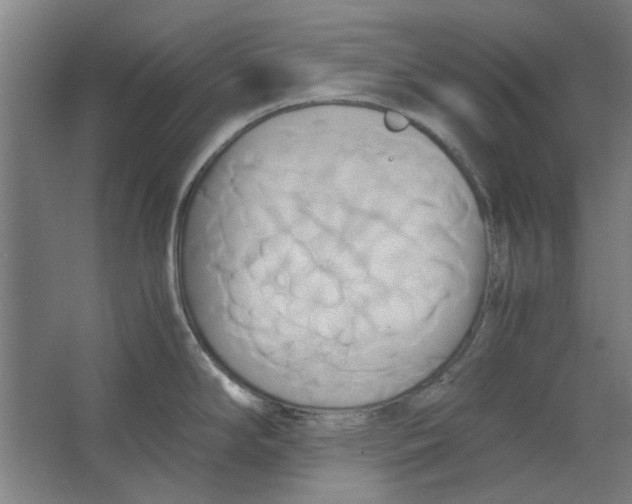 X0000063471294200602101731