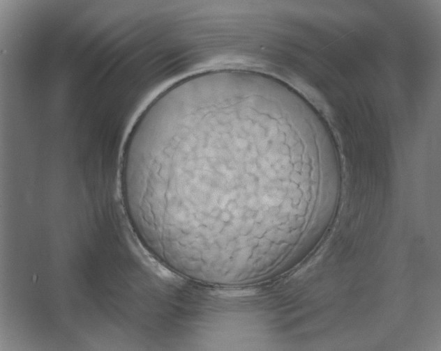 X0000063471296200602101731