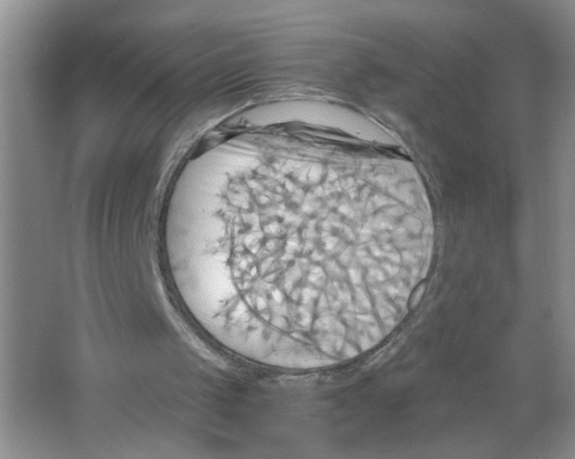 X0000063470049200602172006