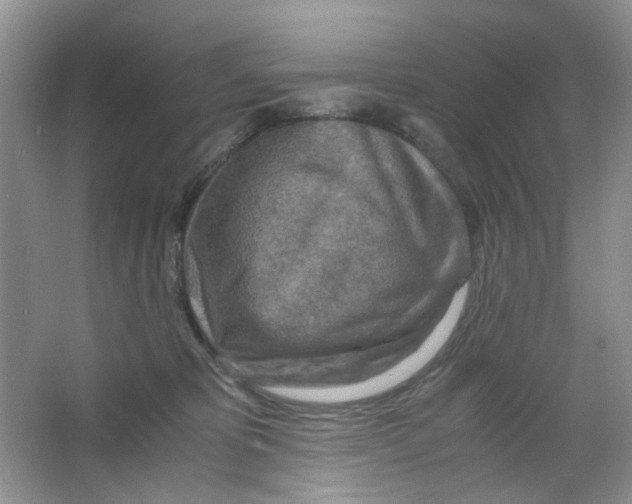 X0000063470325200602172002