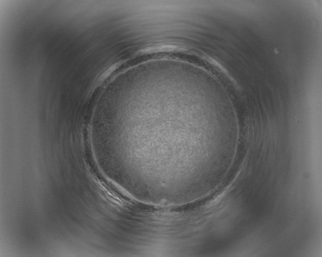 X0000063480921200601201239