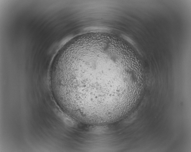 X0000063481074200601201237