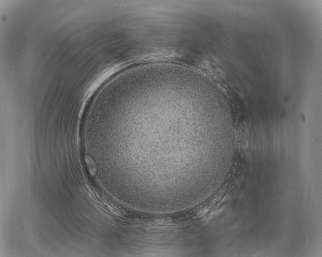 X0000063480196200601231355