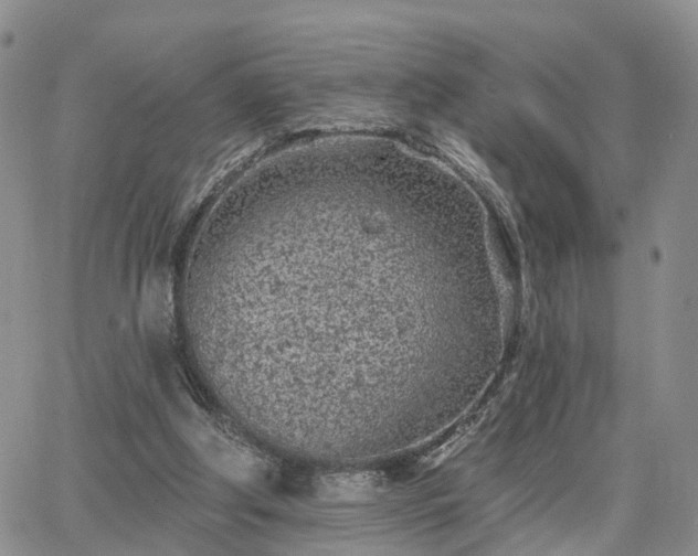 X0000063480202200601231355