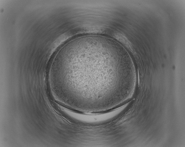 X0000063480483200601231351