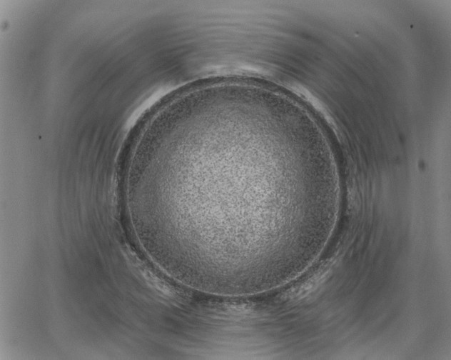 X0000063480975200601231342