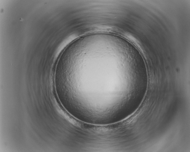 X0000063481235200601231339