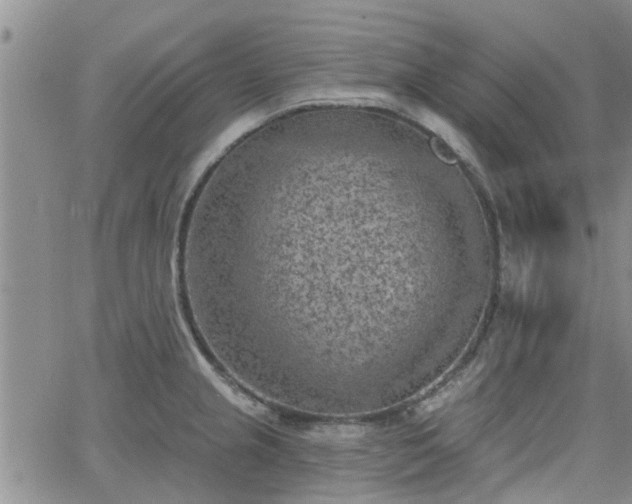 X0000063481237200601231339