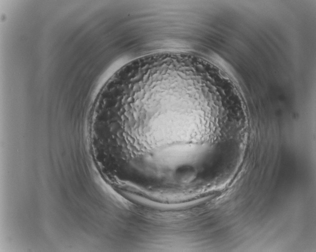 X0000063481243200601231339