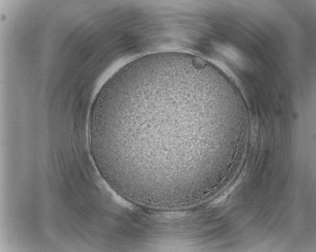 X0000063481294200601231337