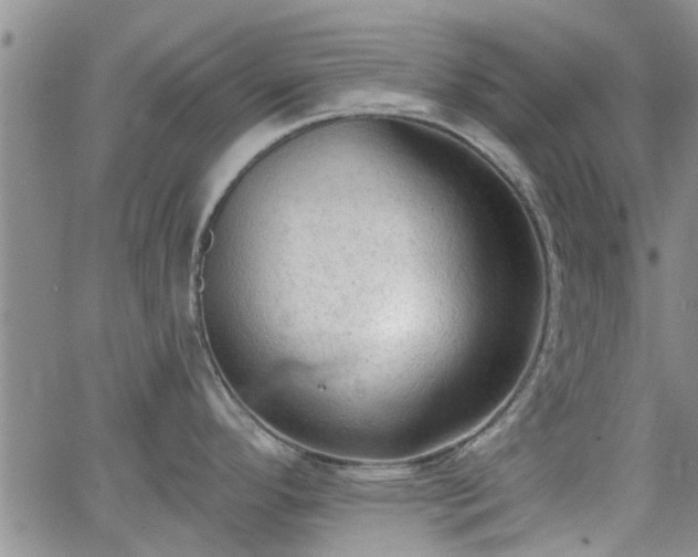 X0000063481296200601231337