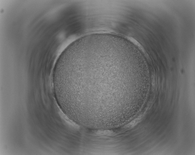 X0000063481466200601231334