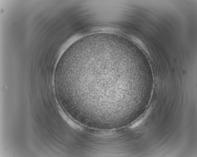 X0000063481482200601231334