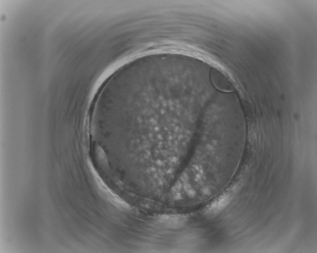 X0000063481522200601231334