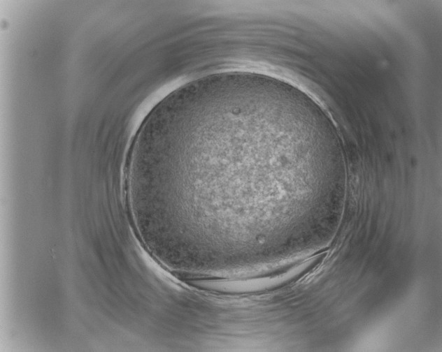 X0000063481535200601231334