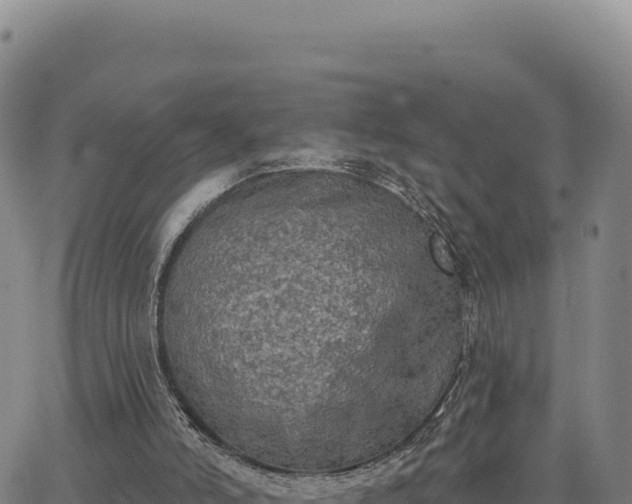 X0000063480006200601271706