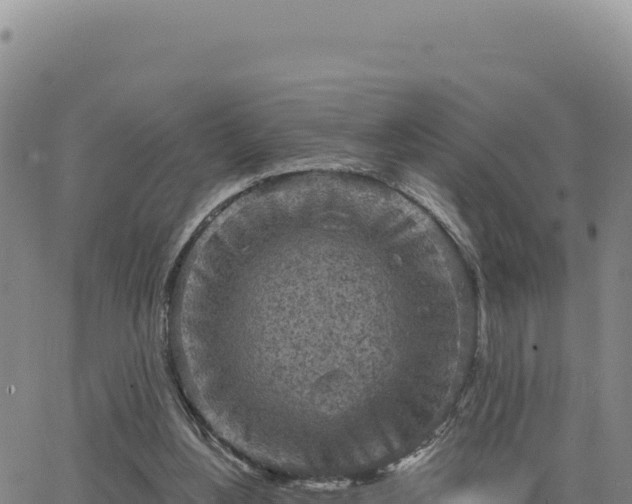 X0000063480156200601271703