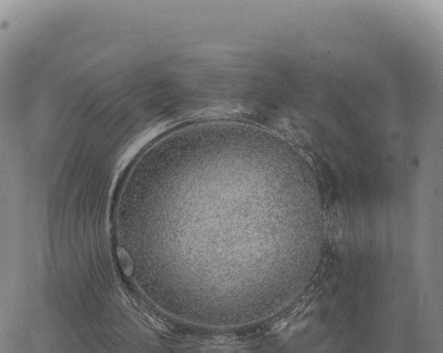 X0000063480196200601271703