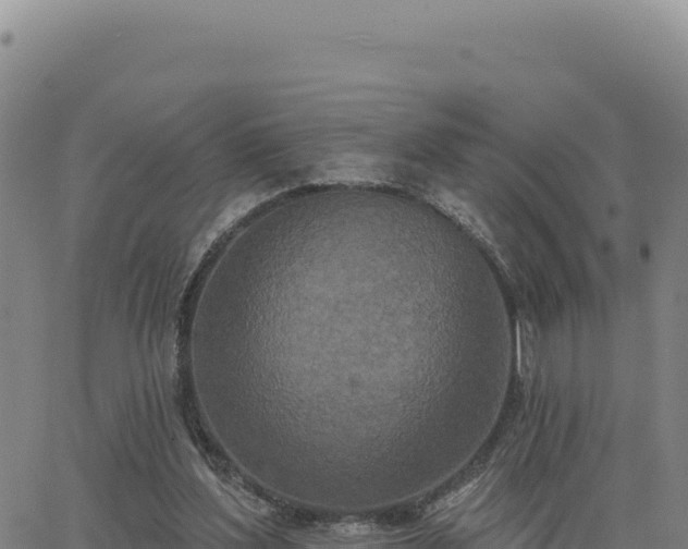 X0000063480204200601271703