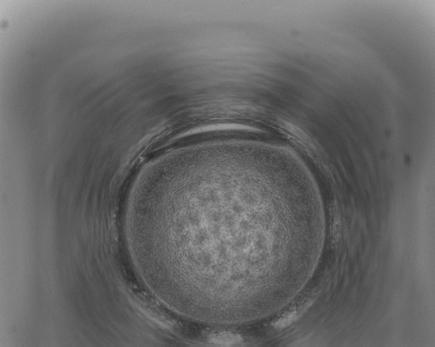 X0000063480258200601271702