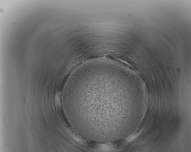 X0000063480286200601271702