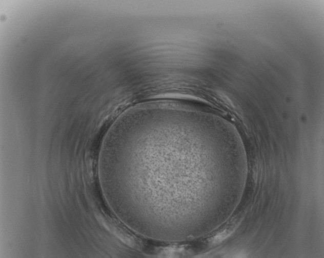 X0000063480366200601271700