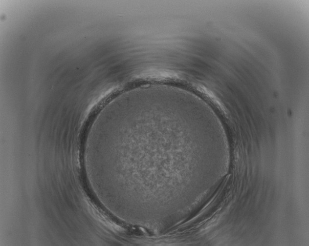 X0000063480399200601271700