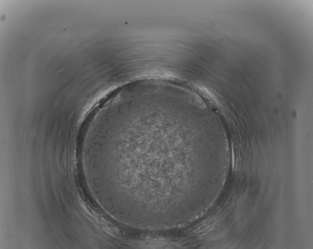 X0000063480531200601271657