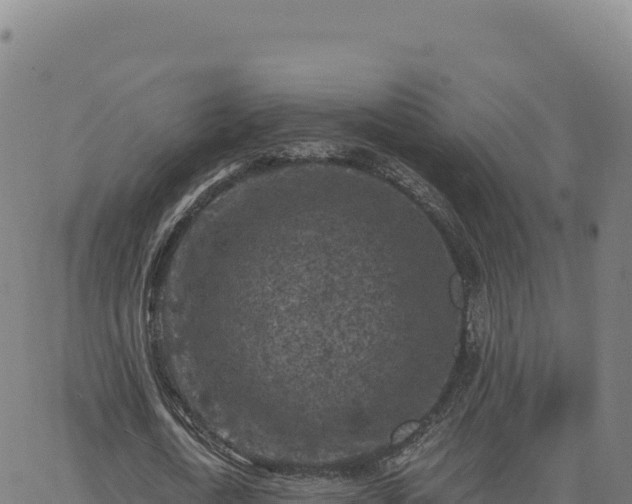 X0000063480722200601271654