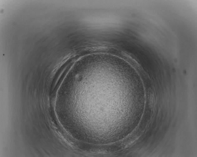 X0000063480729200601271654