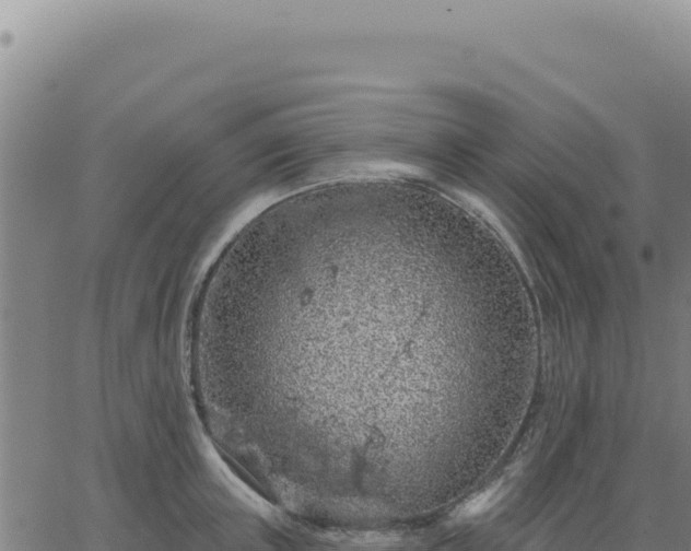 X0000063480851200601271653