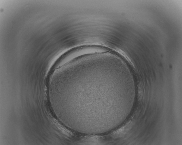 X0000063480926200601271651