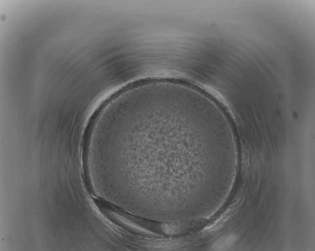 X0000063480935200601271651